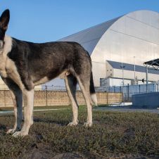 perros chernobill.jpg