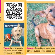 mascotas-adopta.jpg