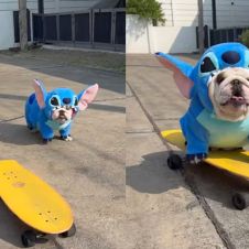 bulldog.jpg