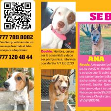 adopta.jpg