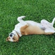 Milaneso, la mascota de universidad que extraña las clases.jpg