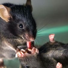 ratones.jpg