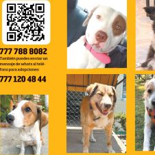 mascota-3.jpg