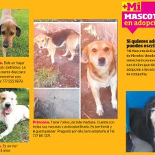 mascota-d.jpg