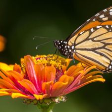 mariposa.jpg