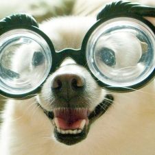 Perro usando gafas haciendo alusión a la visión de los perros
