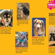 mi-mascota.jpg