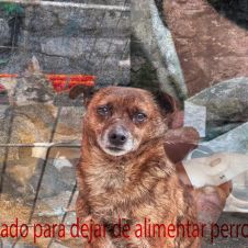 perros-callejerossss.jpg