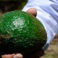 aguacate morelos.jpg