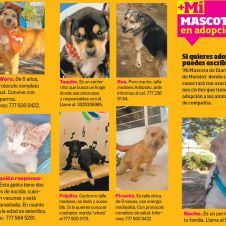 mascotas-e.jpg