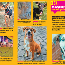 perrito d.png