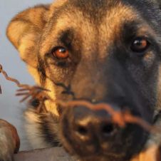 maltrato-animal.jpg