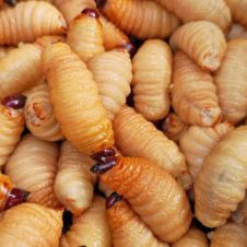 gusano barrenador.jpg