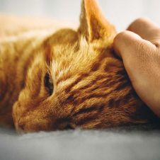 El duelo por un animal se asemeja al que vivimos por un ser querido