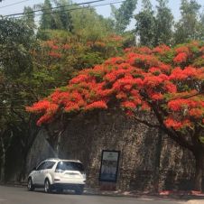 arboles cuernavaca.jpg