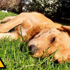 can-calor.jpg