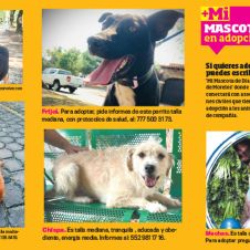 mascotas.jpg