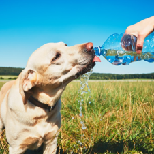 Cuidar a los perros en casa