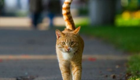 gato polonia.jpg