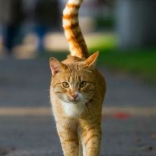 gato polonia.jpg