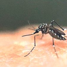 dengue ok.jpg