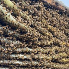 Muere un adulto mayor por piquetes de abeja .jpg