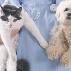 esteriliza.jpg