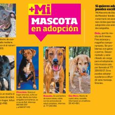 mascota.jpg
