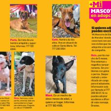 mi-mascota-a.jpg