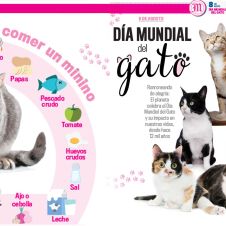 gato-día.jpg