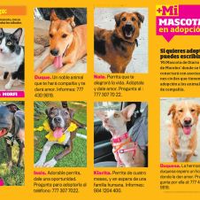 mi-mascota.jpg