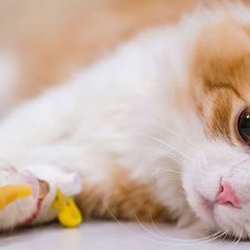 leucemia-felina.jpg