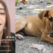 Funcionaria de Guadalajara confiesa sacrificio animal 