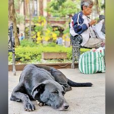 perro-mascot.jpg