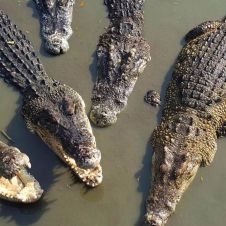 3524_cocodrilos.JPG