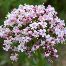 Planta Valeriana