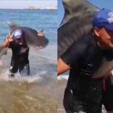 Tiburón en playas de Michoacán