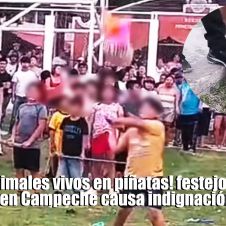 animales vivos en piñatas Campeche