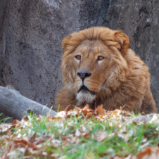 Zoológico pide mascotas para alimentar leones 