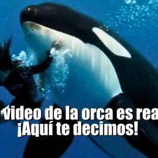 Orca jessica radcliffe