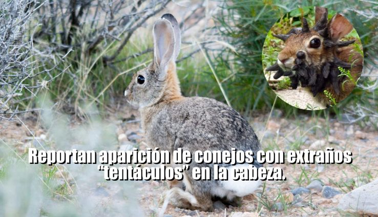 conejos con extraños “tentáculos” en la cabeza