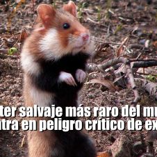 El hámster podría desaparecer en 30 años