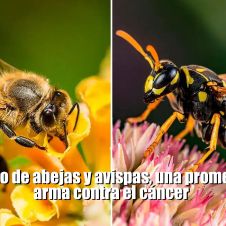 Veneno de abejas y avispas