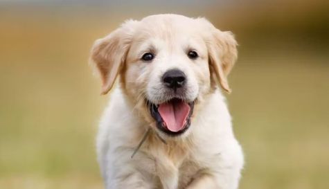 perro tumores sintomas