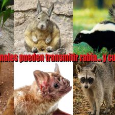 Rabia en animales 