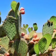 Nopal.jpg