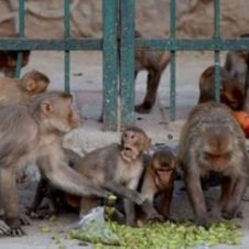 MONOS.jpg