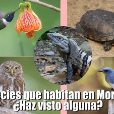 Especies que Habitan en Morelos