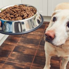 Croquetas baratas en Tiendas 3B: ¿ahorro o riesgo para tu mascota?