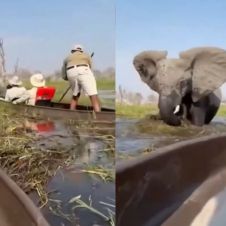 ELEFANTE.jpg